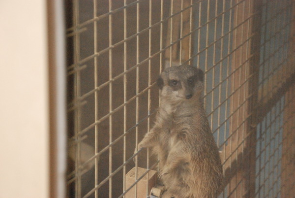 しろとり動物園 (3)