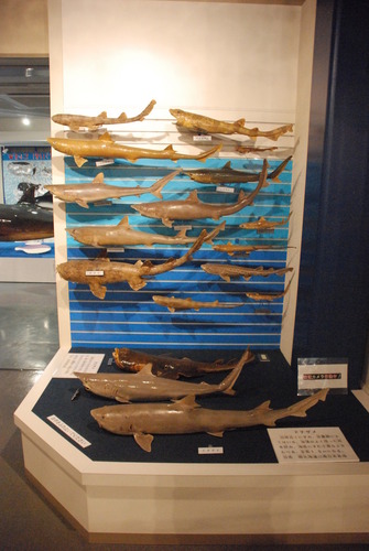 日本一の魚の剥製水族館 (11)