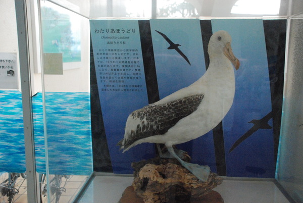 東海大海洋生物博物館 (1)