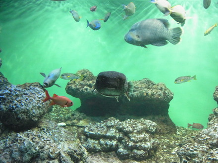 葛西臨海水族館 (5)