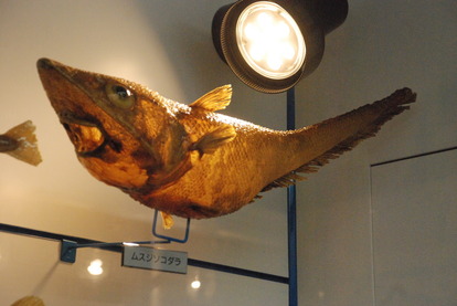 日本一の魚の剥製水族館 (22)