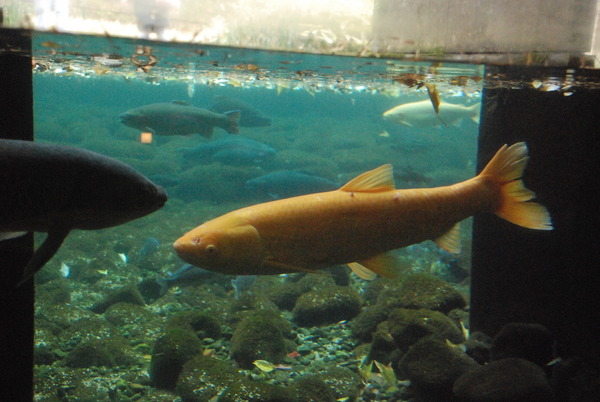 山梨県立富士湧水の里水族館 (10)