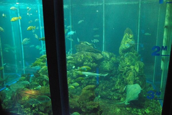 東海大海洋生物博物館 (44)