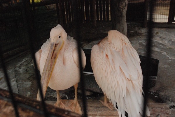 しろとり動物園 (22)