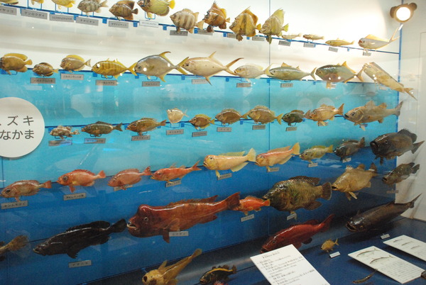 日本一の魚の剥製水族館 (17)