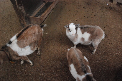 狭山市立智光山公園こども動物園 (15)