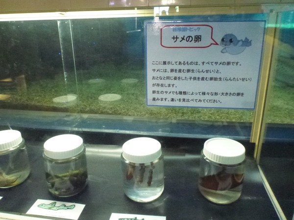 箱根園水族館 (4)
