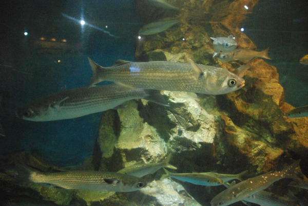 桂浜水族館 (20)