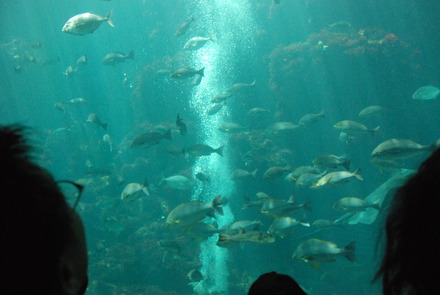 下田海中水族館 (21)