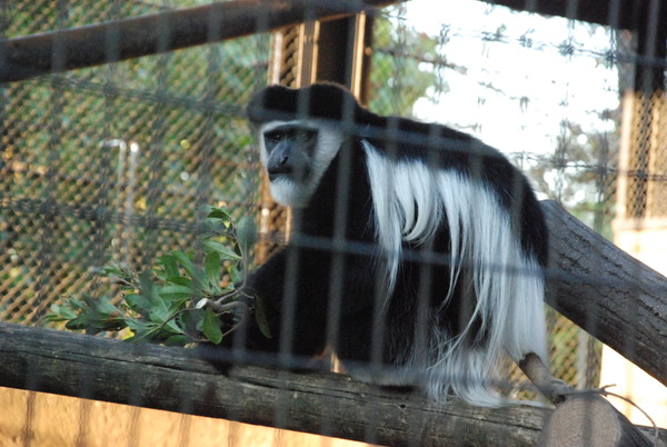 野毛山動物園 (17)