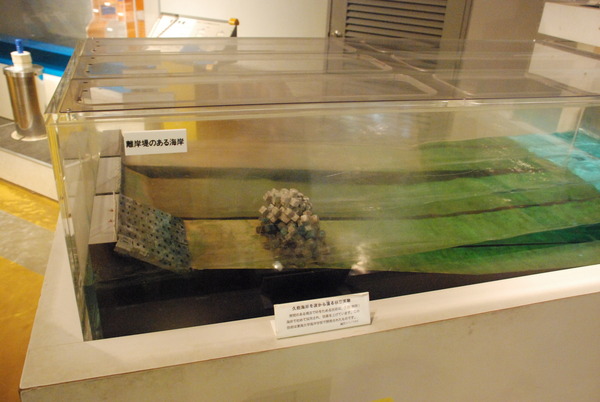 東海大海洋生物博物館 (34)