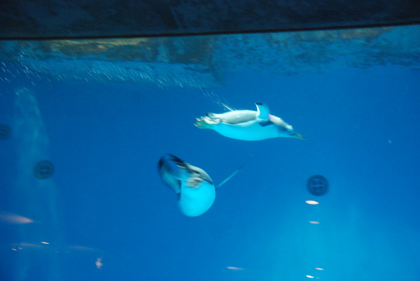 長崎ペンギン水族館 (3)