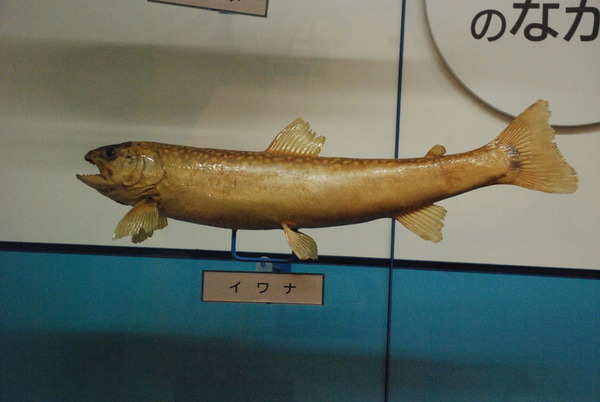 日本一の魚の剥製水族館 (26)