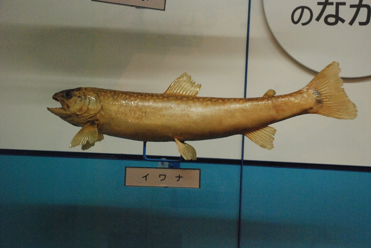 700種類！4000点！「日本一の魚のはく製水族館」がマジでスゴイ!!