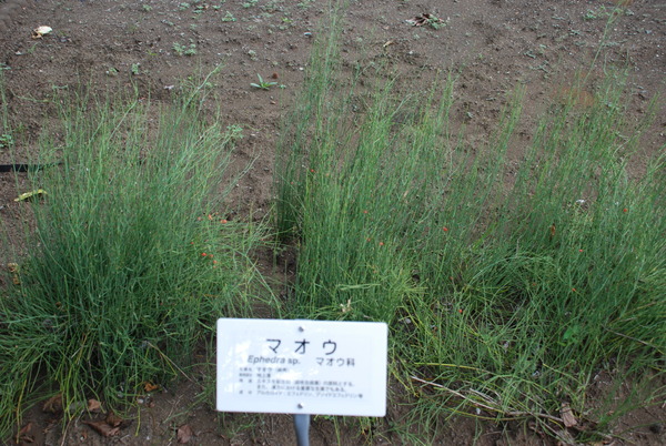 東京都薬用植物園 (10)