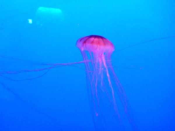 江ノ島水族館 (60)