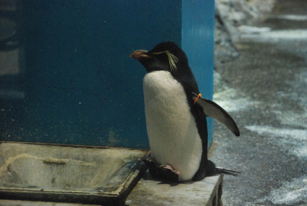 長崎ペンギン水族館 (12)
