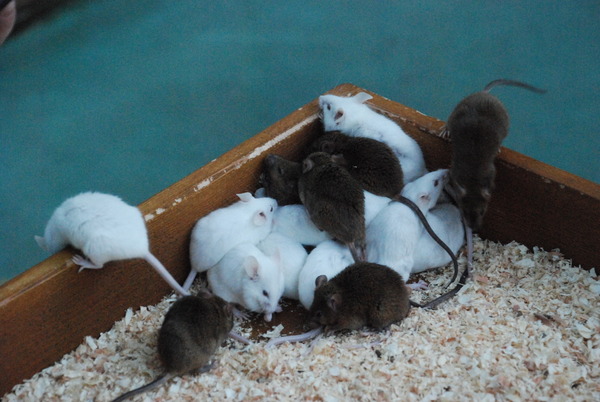 野毛山動物園 (23)