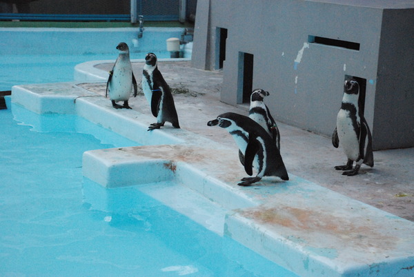 野毛山動物園 (22)