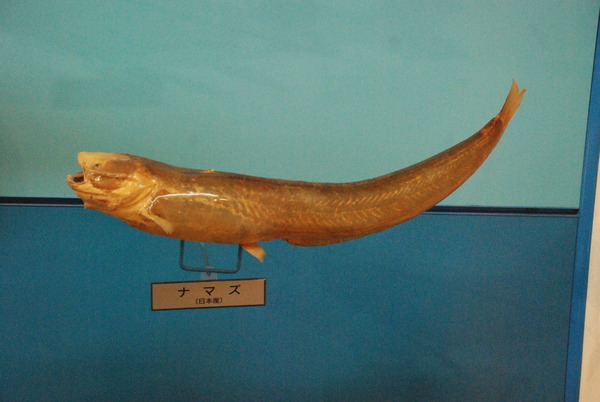 日本一の魚の剥製水族館 (28)