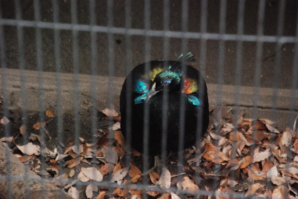 狭山市立智光山公園こども動物園 (35)