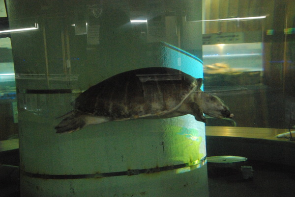 山の出淡水魚水族館 (20)