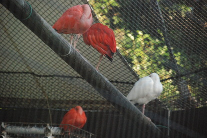 野毛山動物園 (1)