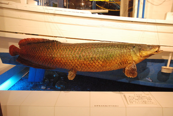 日本一の魚の剥製水族館 (29)