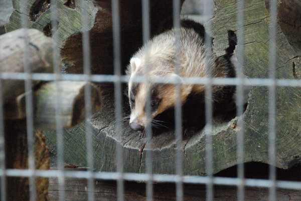 野毛山動物園 (15)