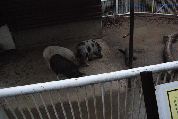 狭山市立智光山公園こども動物園 (13)