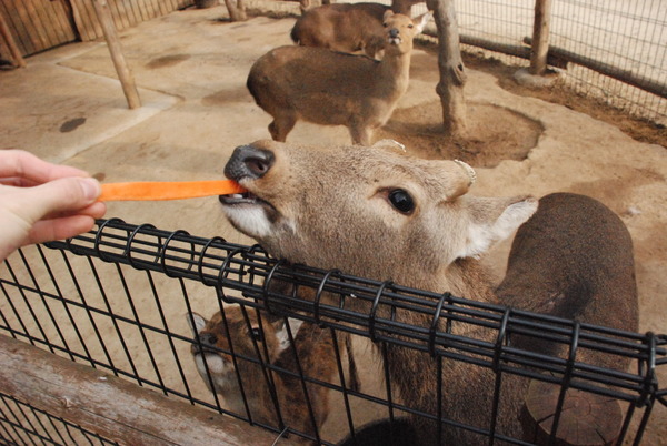 しろとり動物園 (19)