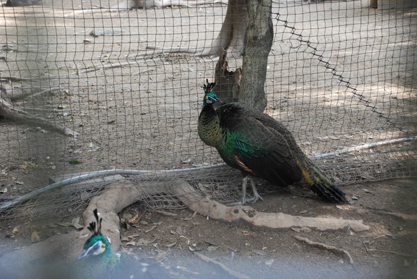 久留米鳥類センター (7)