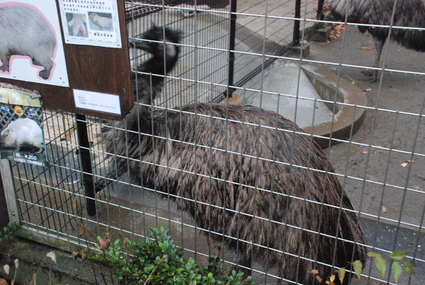 狭山市立智光山公園こども動物園 (42)