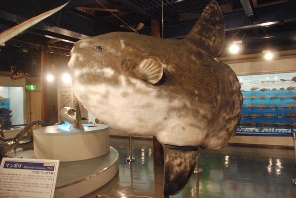 日本一の魚の剥製水族館 (10)