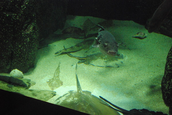 加茂水族館 (4)