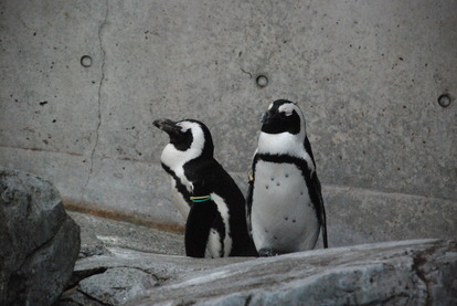 長崎ペンギン水族館 (22)