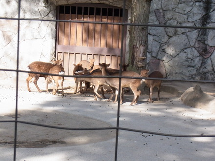 井の頭動物園 (10)