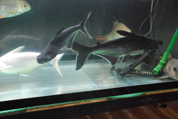 山の出淡水魚水族館 (17)