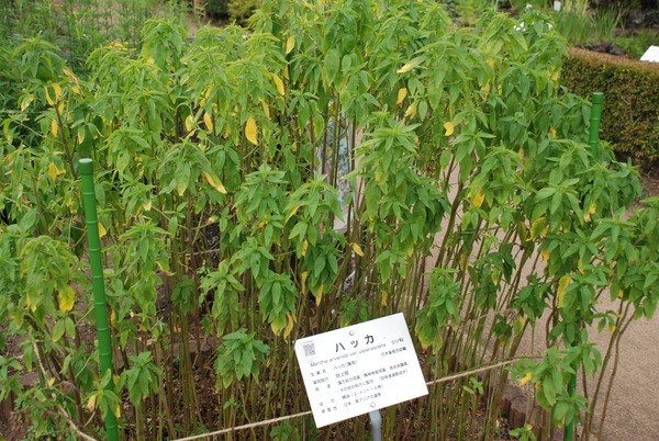 東京都薬用植物園 (4)