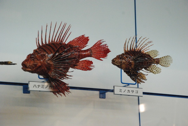 日本一の魚の剥製水族館 (21)