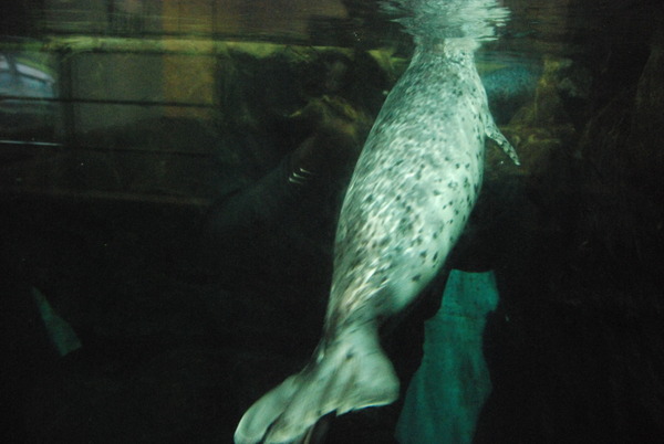 鹿児島水族館 (32)