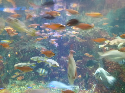 江ノ島水族館 (7)