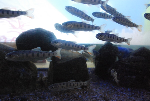 山の出淡水魚水族館 (3)
