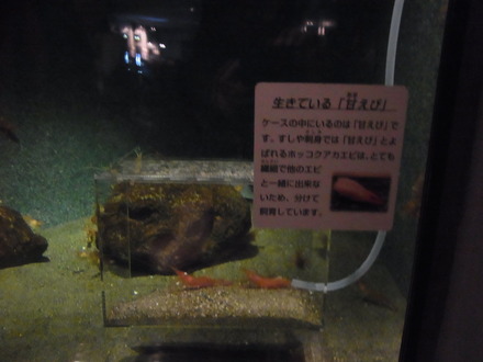 葛西臨海水族館 (23)