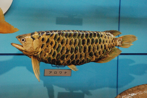日本一の魚の剥製水族館 (25)