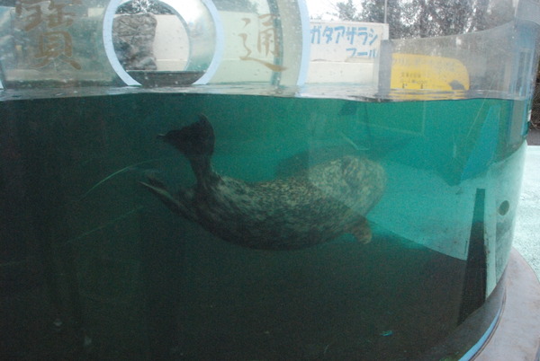 新屋島水族館 (44)