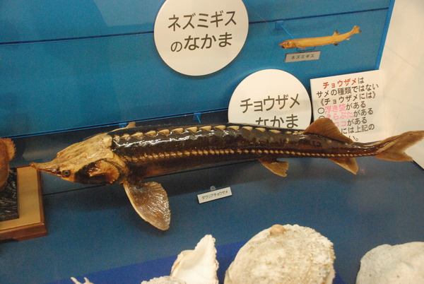 日本一の魚の剥製水族館 (23)
