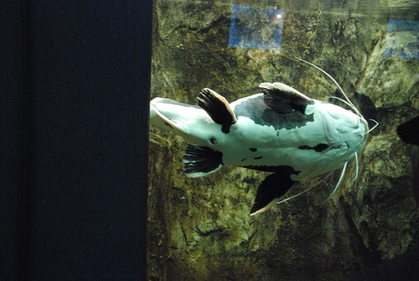 さいたま水族館 (33)