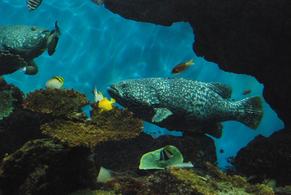 鹿児島水族館 (13)