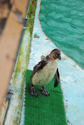 桂浜水族館 (60)